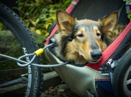 Understanding the Ins and Outs of Pet Transport